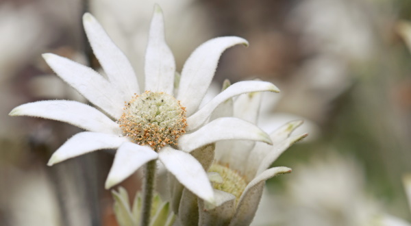 bílá australská květina