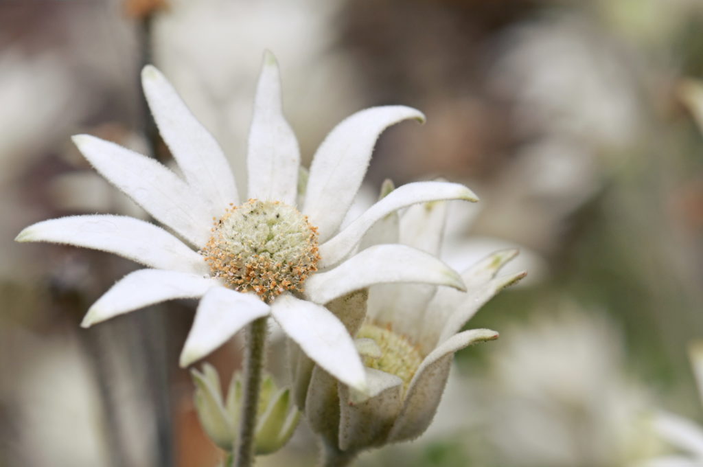 bílá australská květina