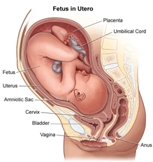 anatomické schéma dítěte v děloze